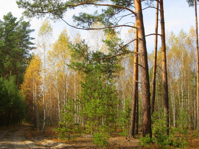 Контрасты октябрьского леса