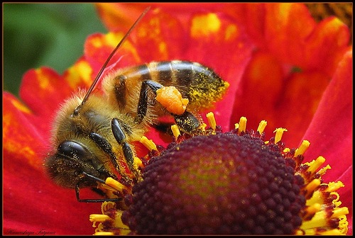 Неутомимая пчела...
