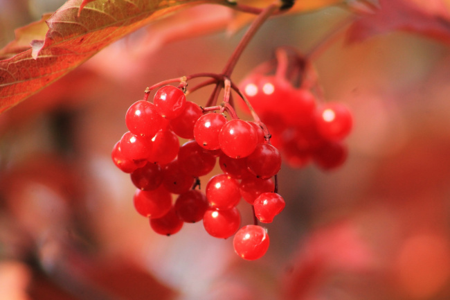 Калиновый этюд