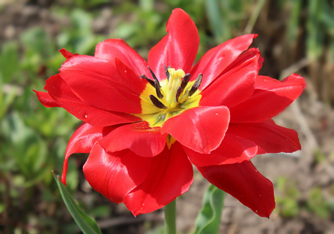 красавец-тюльпан