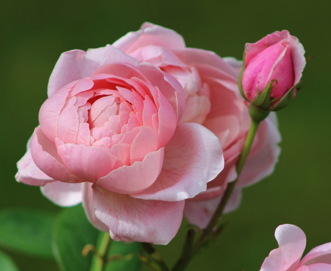 Розы розового павильона