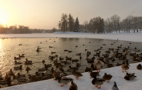 Большой пруд