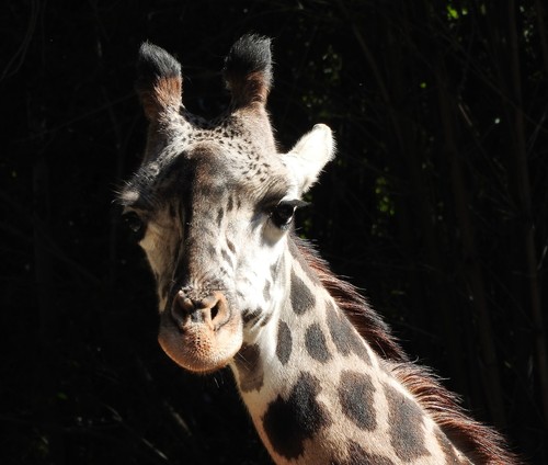 Los Angeles Zoo