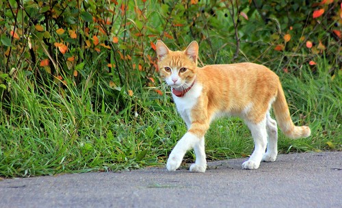 Рыжая кошка на прогулке