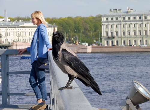 Ворона городская