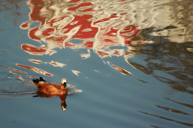 Красная утка на красной воде