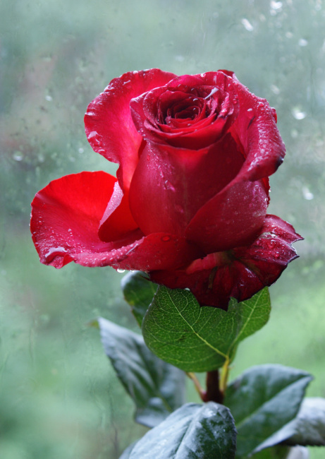 этюд с красной розой