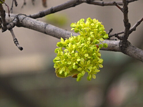 Кленовые "букетики"