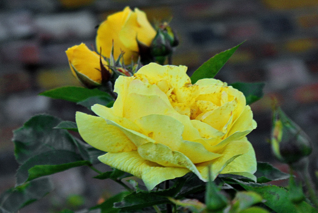 этюд с желтой розой