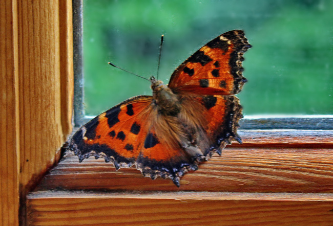 бабочка на окне