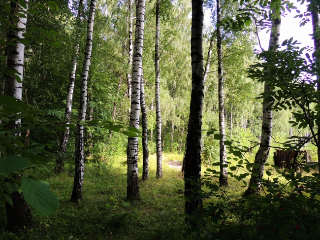 «ЭТО БЫЛО ЛЕТОМ, ЛЕТОМ…»      работа  «В июльском лесу»  автор Вячеслав Маслов
