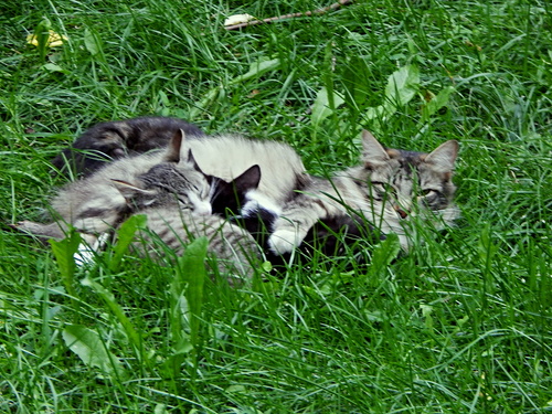 "Кошачье братство"