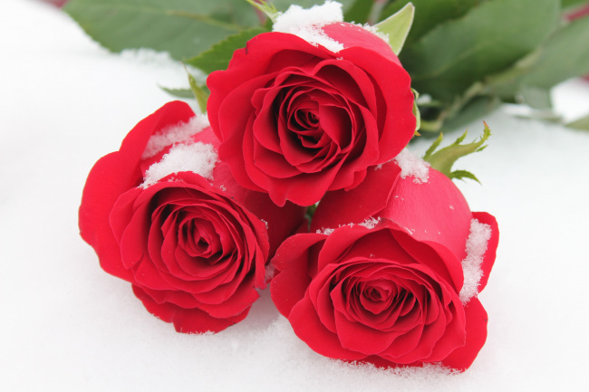 снег и розы