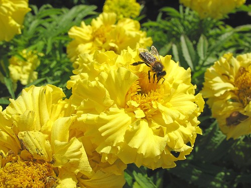 Жёлтые бархатцы с пчёлкой