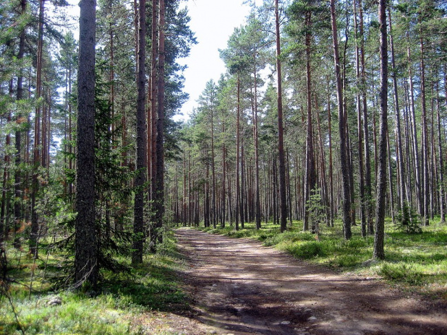 Лесная дорожка