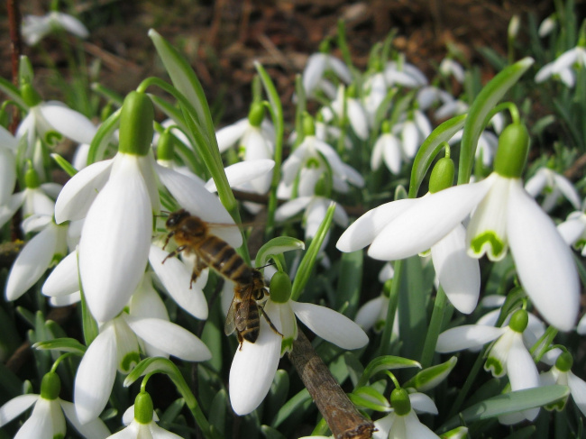 Пчелы на подснежниках в начале марта