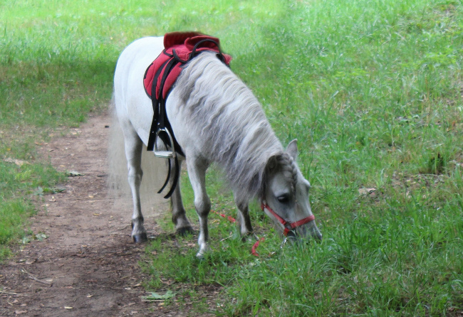 лошадка