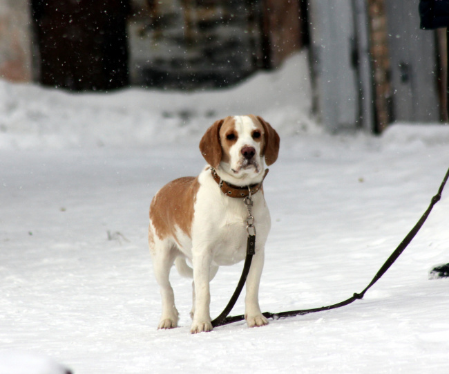 Прогулка по снегу.