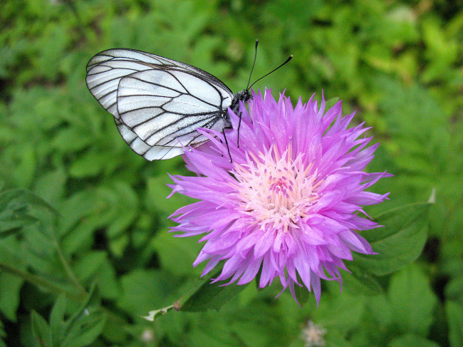 Садовый василёк с бабочкой