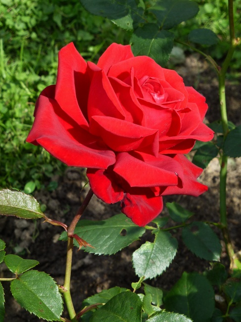 47 неделя   работа «Красная роза»  автор lidiabusurina