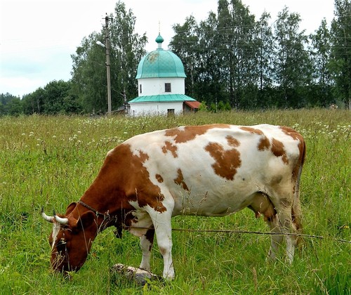 Буренка