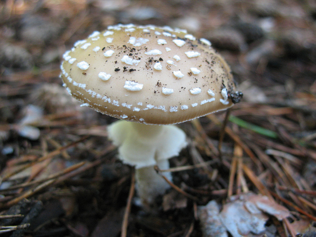 Мухоморчик