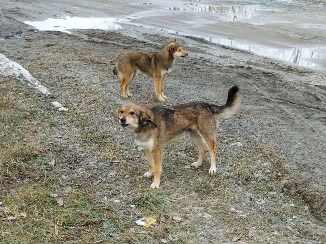 Встреча на дороге