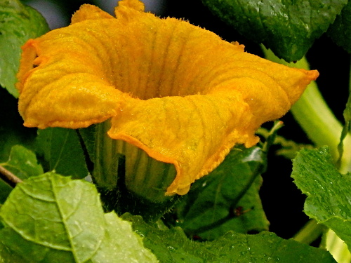 "Фонтанчик"