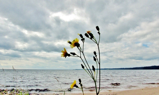 Цветок у озера