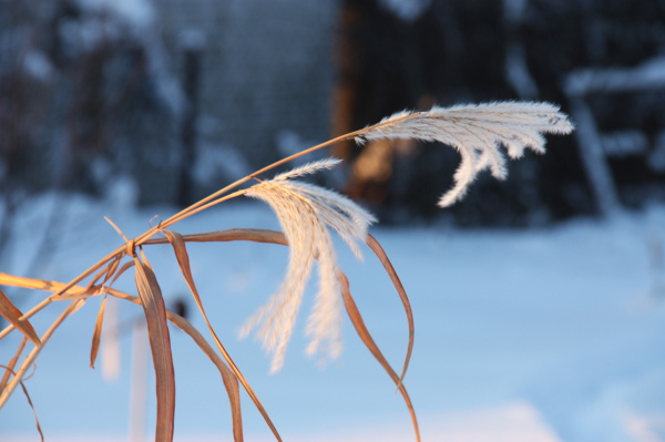 Зимний Мискантус