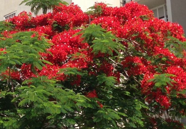 Природа Израиля