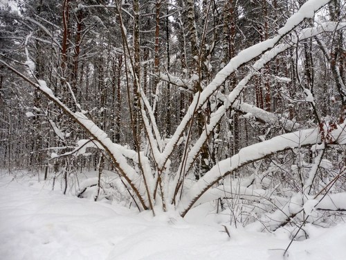 В зимнем наряде