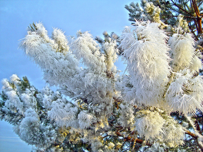 Колючки