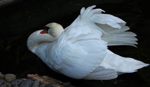 лебедь белая плывет