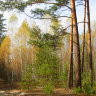 Контрасты октябрьского леса