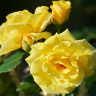 Жёлтые розы