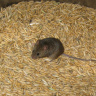 Мышка в бочке с зерном