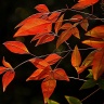 Листья красные