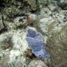 Гламурный голубой коралл с опахалом