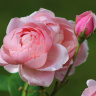Розы в розовом павильоне Павловска