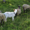 Коза и овцы