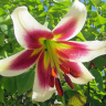 Красавица лилия