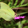 бабочка на цветочке лесной гвоздики
