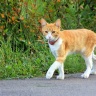 Рыжая кошка на прогулке