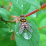 Муха журчалка на листке с каплями дождя