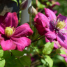 Крупноцветковый клематис «Виль де Лион»