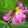 Муха-журчалка на цветке шиповника