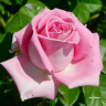 Розовые россыпи