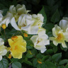 очаровательные бело-желтые розы