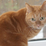 рыжая кошка по кличке Коша